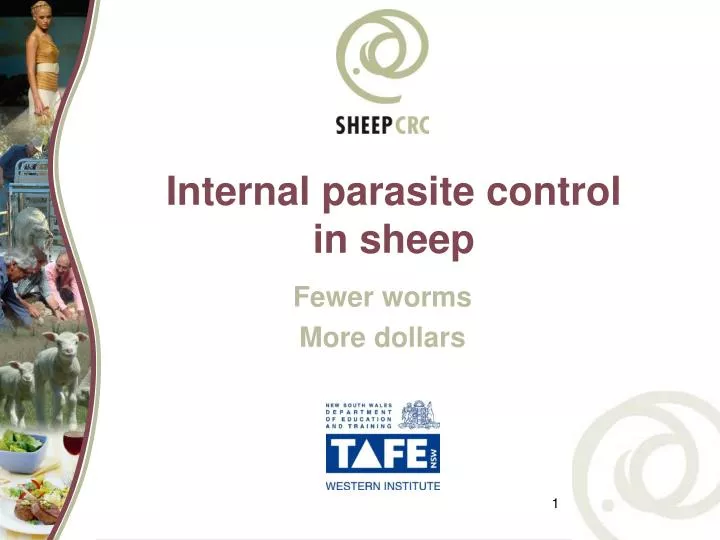 internal parasite control in sheep