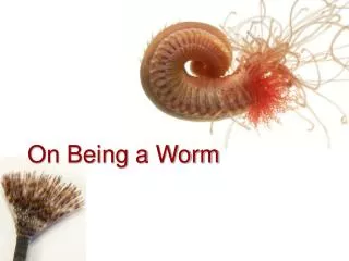 On Being a Worm