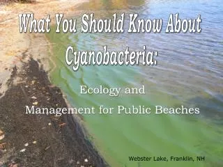 What You Should Know About Cyanobacteria: