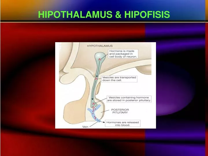 hipothalamus hipofisis
