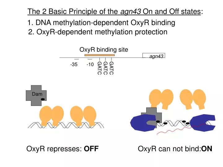 the 2 basic principle of the agn43 on and off states