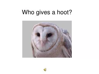 Who gives a hoot?
