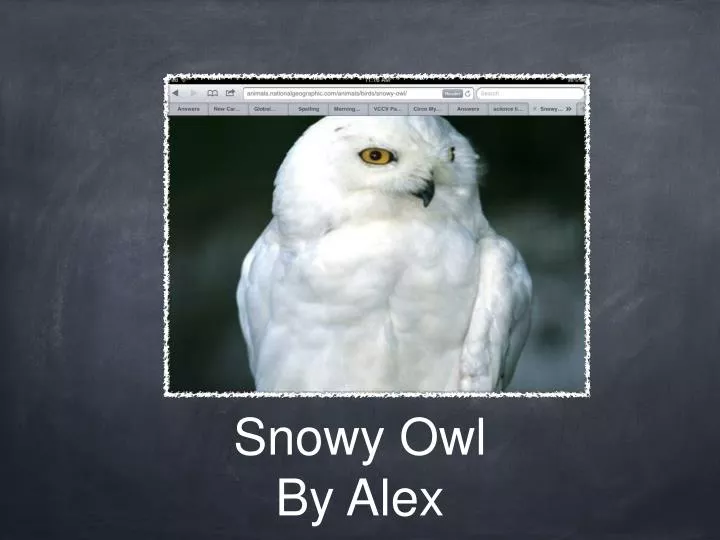 snowy owl by alex
