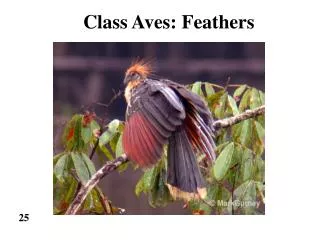 Class Aves: Feathers