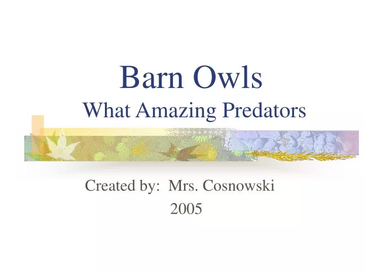 barn owls what amazing predators