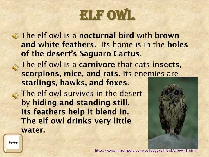 elf owl