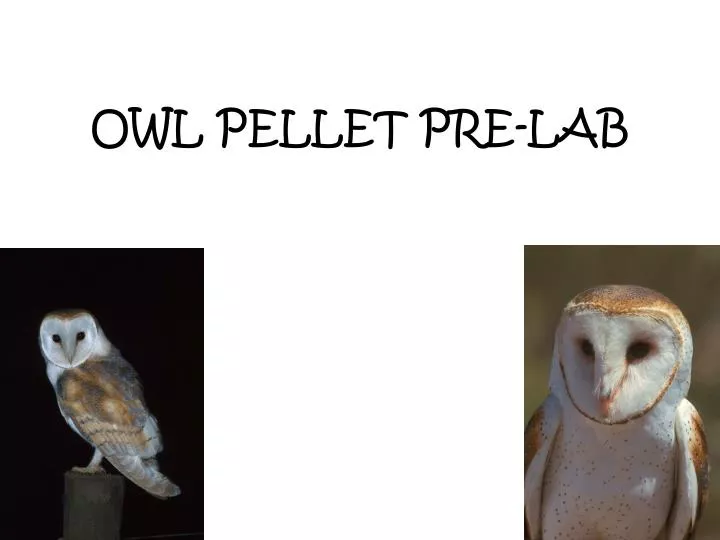 owl pellet pre lab