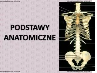 podstawy anatomiczne