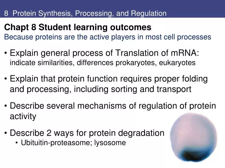8 protein synthesis processing and regulation