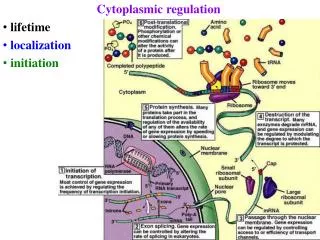 Cytoplasmic regulation lifetime localization initiation