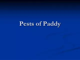 pests of paddy