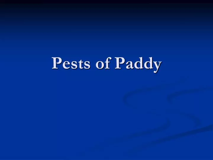 pests of paddy