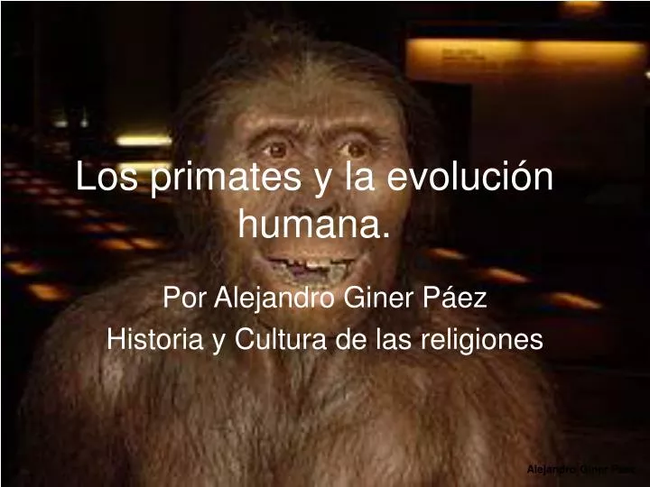 los primates y la evoluci n humana