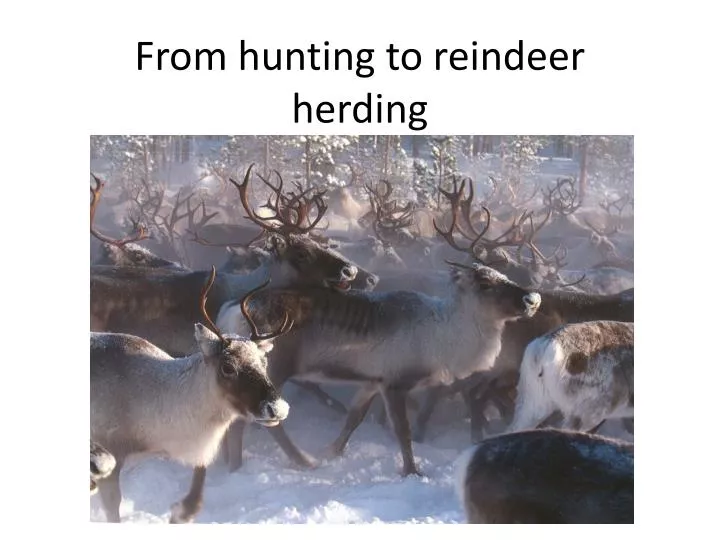from hunting to reindeer herding