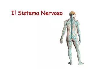 il sistema nervoso