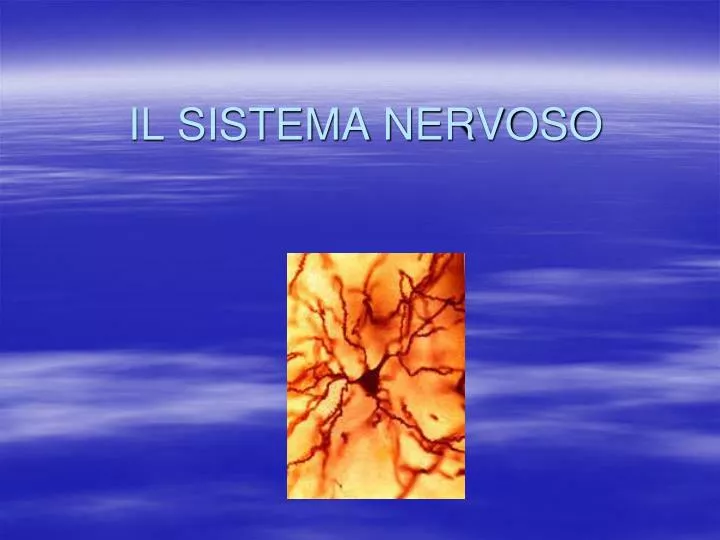 il sistema nervoso