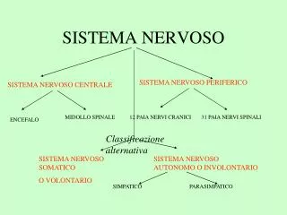 sistema nervoso
