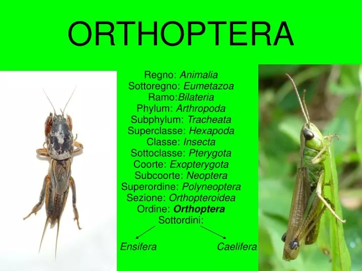 orthoptera
