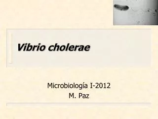 vibrio cholerae