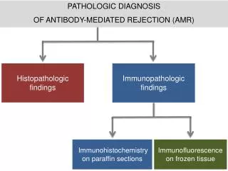 PATHOLOGIC DIAGNOSIS OF ANTIBODY-MEDIATED REJECTION (AMR)