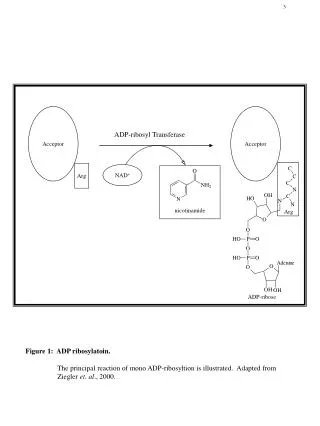 ADP-ribosyl Transferase