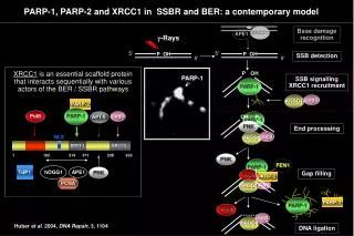 PARP-1, PARP-2 and XRCC1 in SSBR and BER: a contemporary model