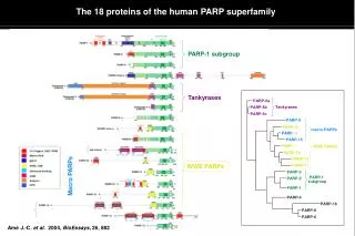 The 18 proteins of the human PARP superfamily