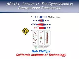 APh161 - Lecture 11: The Cytoskeleton is Always Under Construction