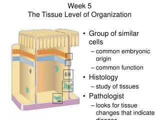 Week 5 The Tissue Level of Organization