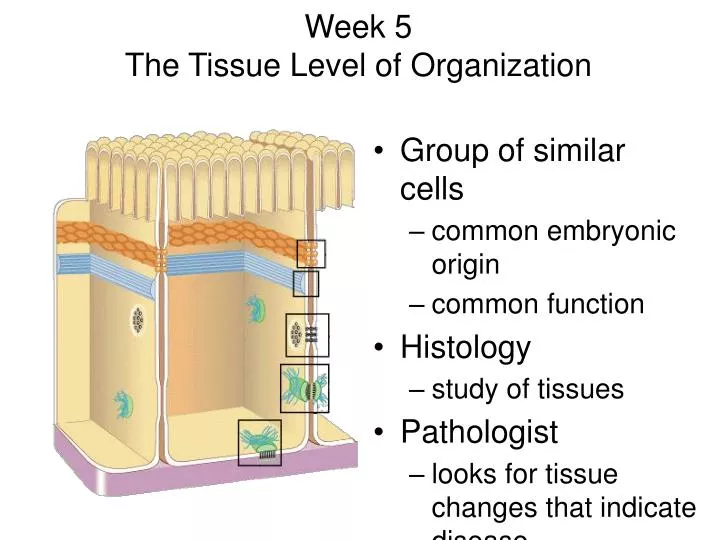week 5 the tissue level of organization
