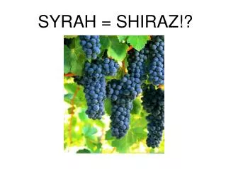 SYRAH = SHIRAZ!?