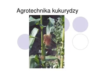 agrotechnika kukurydzy