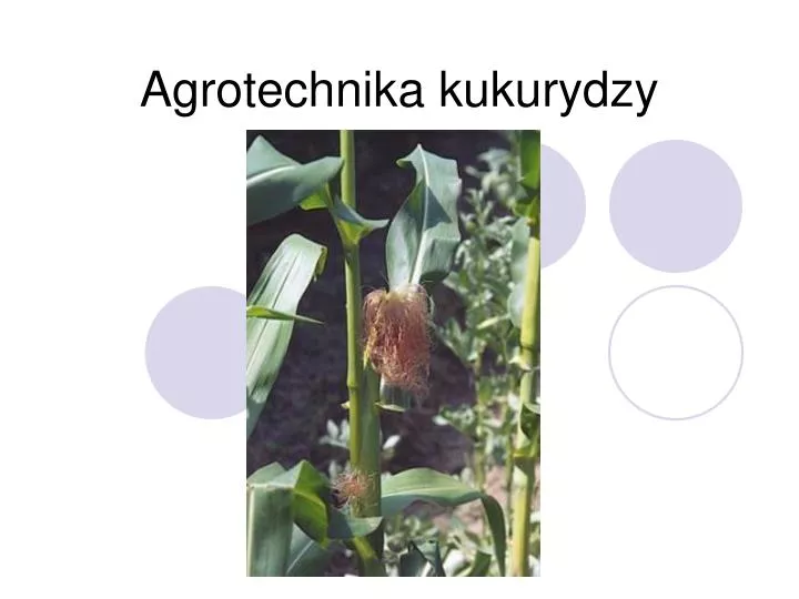 agrotechnika kukurydzy