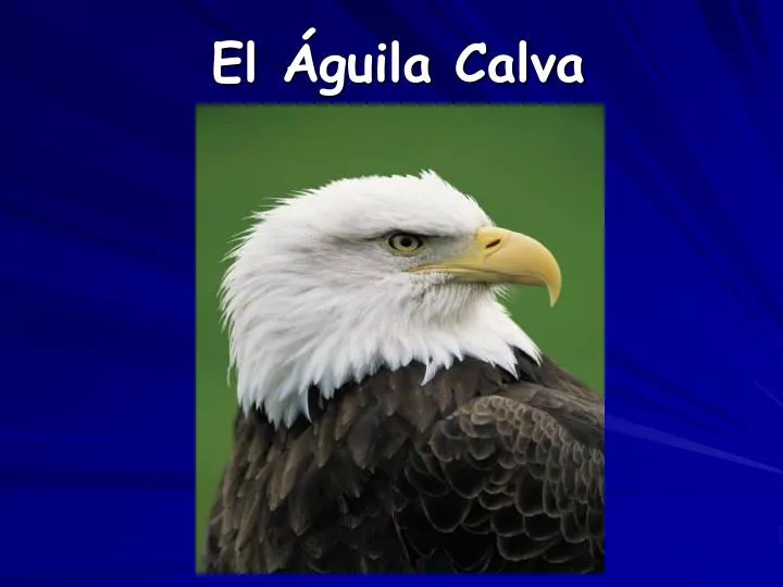 el guila calva