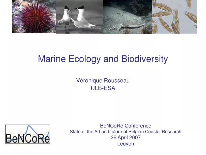 marine ecology and biodiversity v ronique rousseau ulb esa