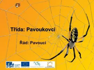 t da pavoukovci