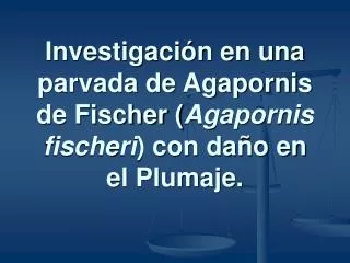 investigaci n en una parvada de agapornis de fischer agapornis fischeri con da o en el plumaje