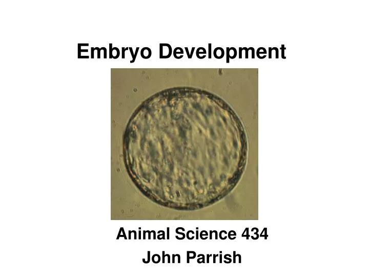 embryo development