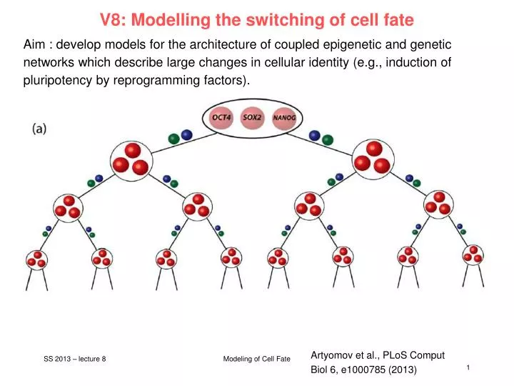 v8 modelling the switching of cell fate