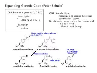 Expanding Genetic Code (Peter Schultz)