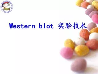 western blot