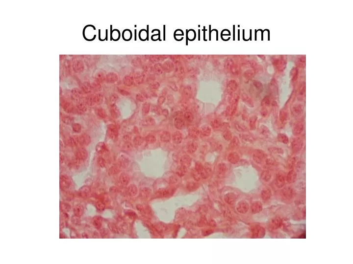 cuboidal epithelium