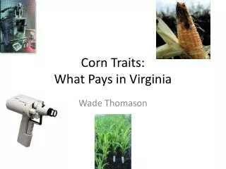 Corn Traits: What Pays in Virginia