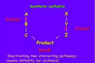 Synthetic Lethality