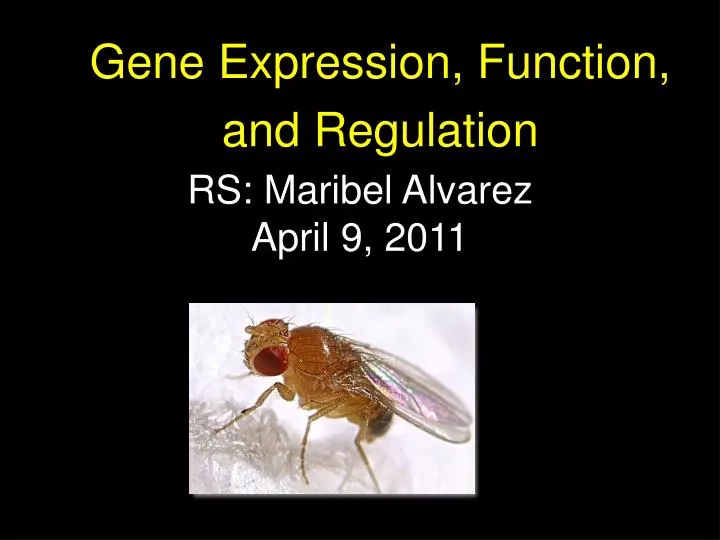gene expression function and regulation