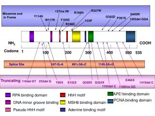 Codons