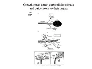 Growth cones detect extracellular signals and guide axons to their targets
