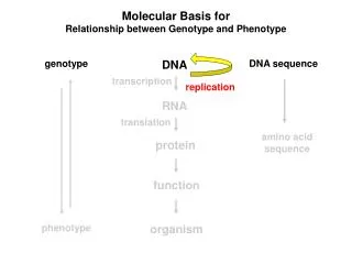 Molecular Basis for Relationship between Genotype and Phenotype