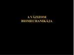 A VÁZIZOM BIOMECHANIKÁJA - slide 1