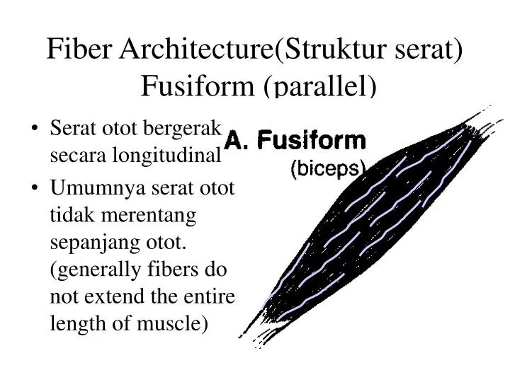 fiber architecture struktur serat fusiform parallel